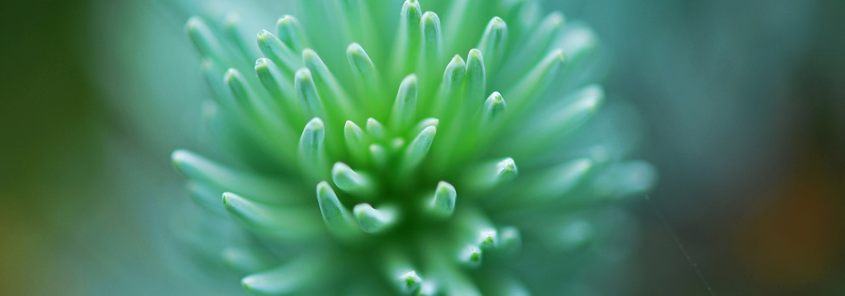 Macro Nature Wallpaper   -   