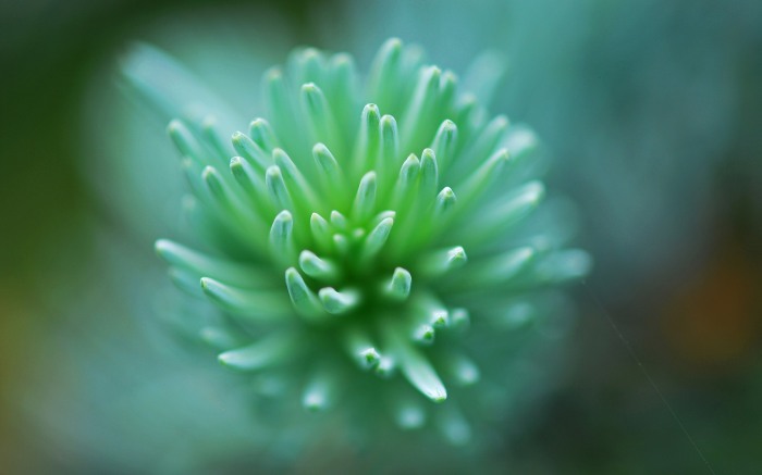 Macro Nature Wallpaper   -   