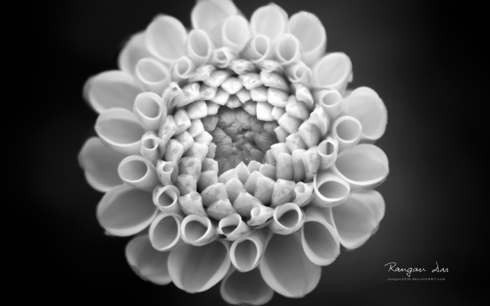 Floral Geometry — математика прекрасного