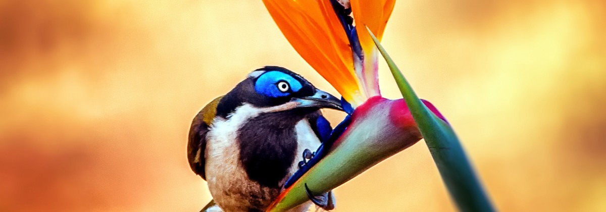 Rainbow of Birds by Tracie Louise    