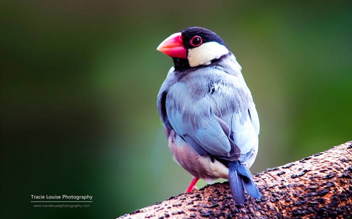 Rainbow of Birds by Tracie Louise    