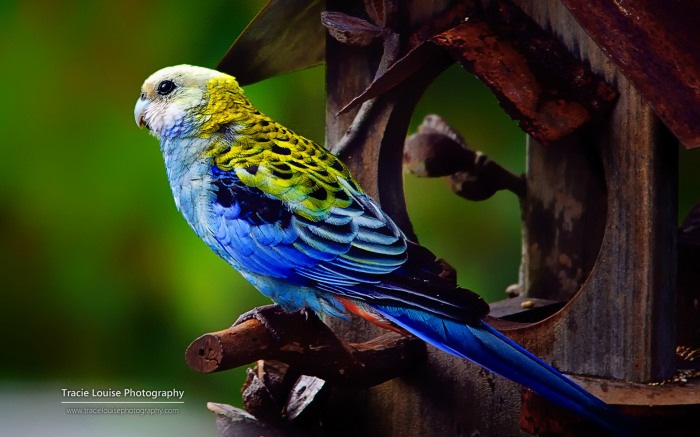 Rainbow of Birds by Tracie Louise    