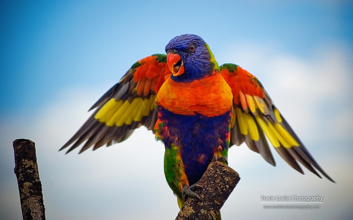 Rainbow of Birds by Tracie Louise    