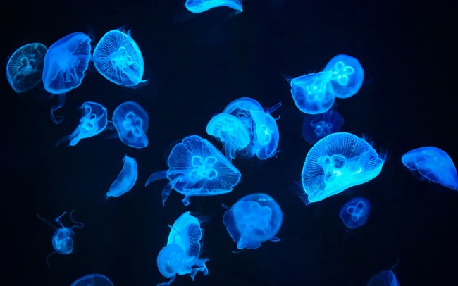 Undersea Life — погружаемся в морские глубины