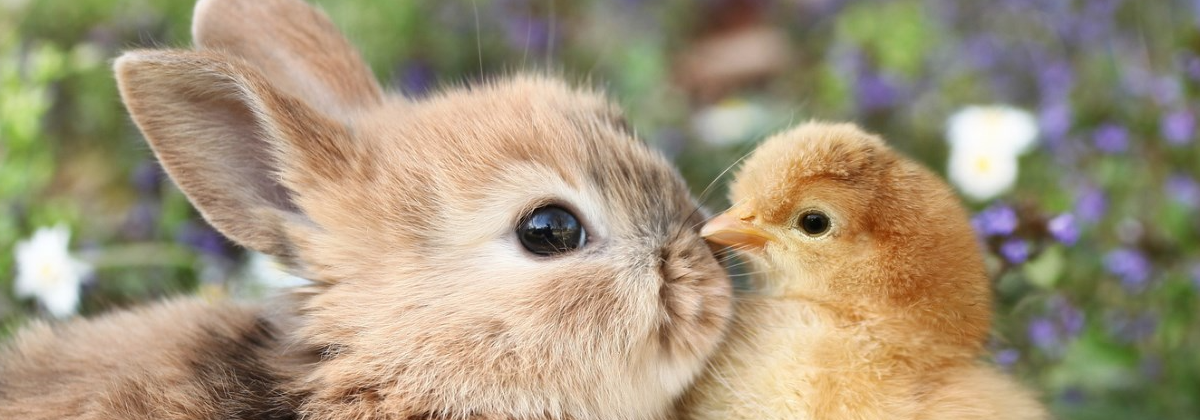 Chicks and Bunnies    !