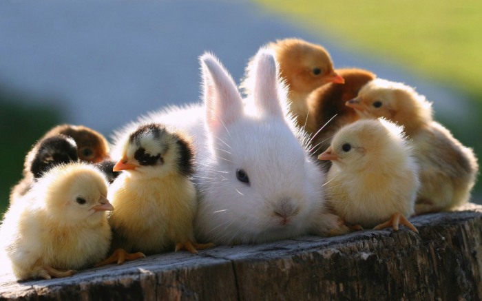 Chicks and Bunnies    !