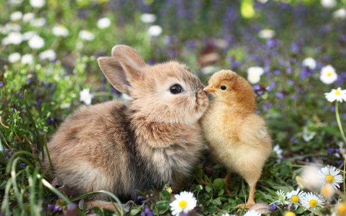 Chicks and Bunnies    !