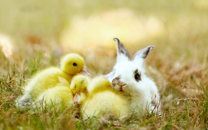 Chicks and Bunnies — эти забавные животные!