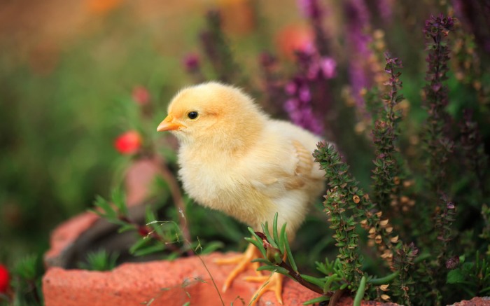 Chicks and Bunnies — эти забавные животные!