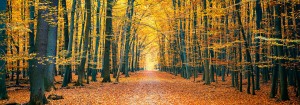Autumn Colors — яркие цвета осени