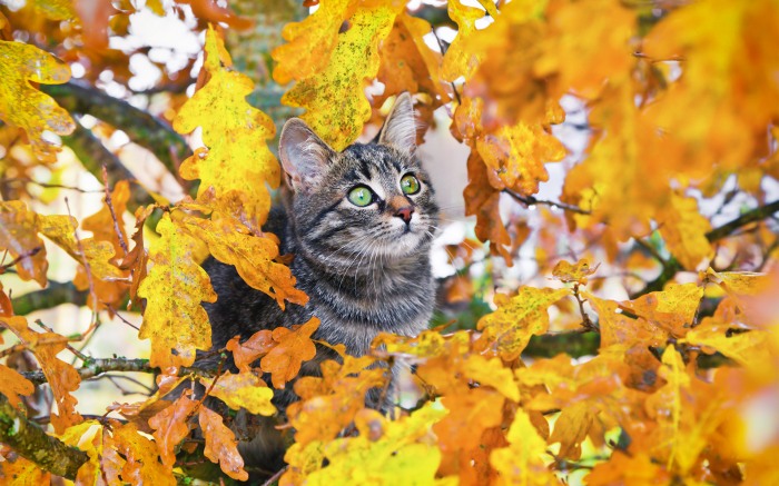 Animals in Autumn     