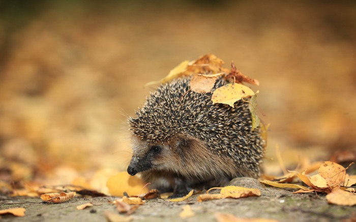 Animals in Autumn     