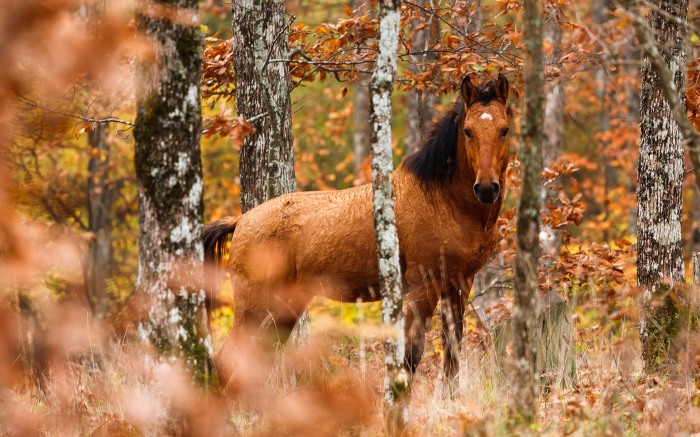 Animals in Autumn     