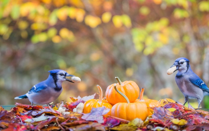 Animals in Autumn     