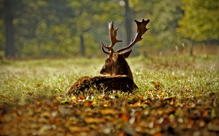 Animals in Autumn     