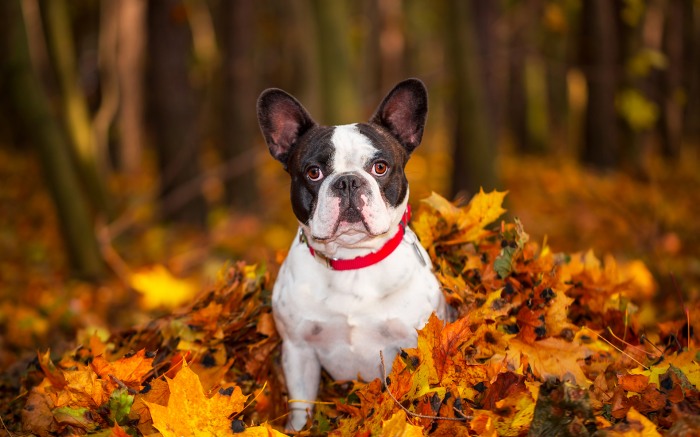 Animals in Autumn     