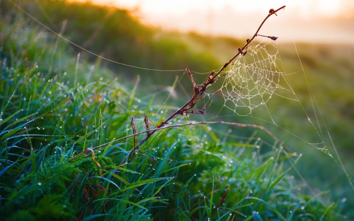 Cobwebs     