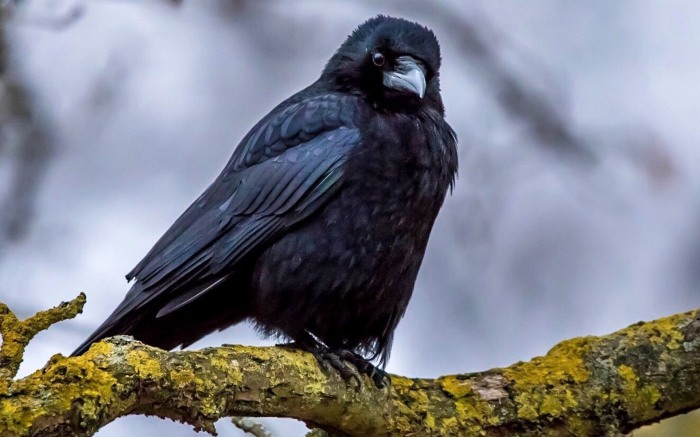 Call of the Raven — зов вещей птицы