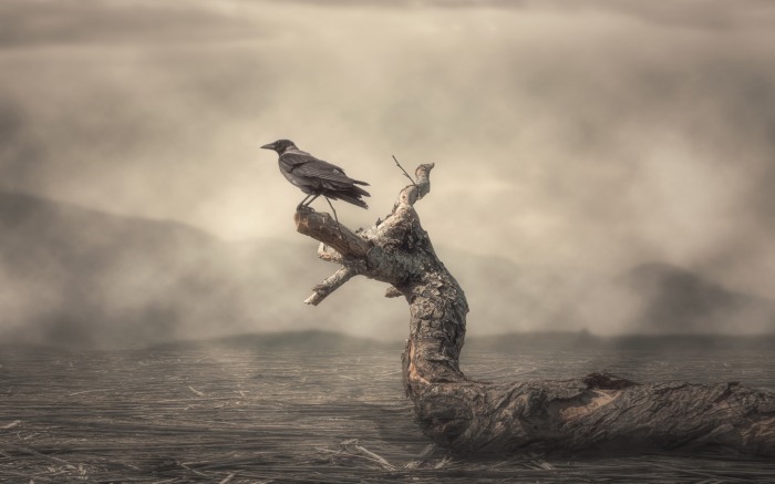 Call of the Raven — зов вещей птицы