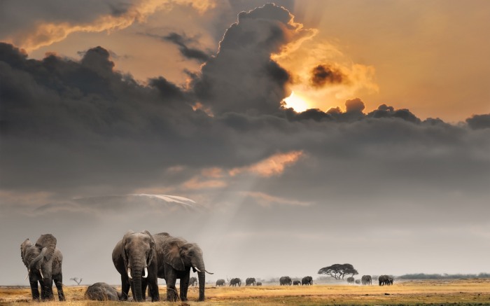 An African Safari — отправляемся на сафари