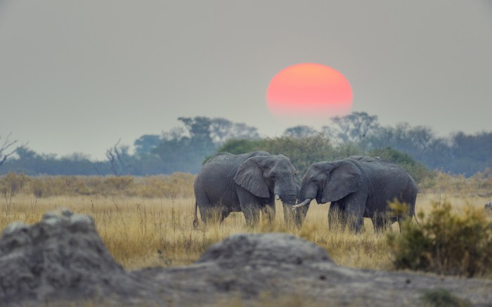 An African Safari — отправляемся на сафари